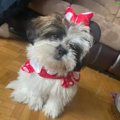 Lucy